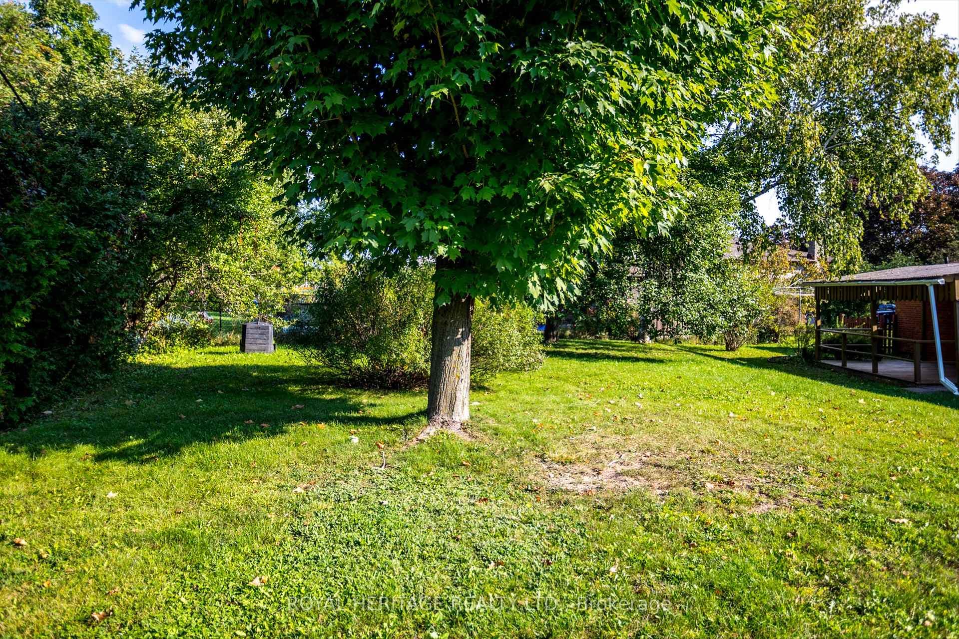 Mature trees.