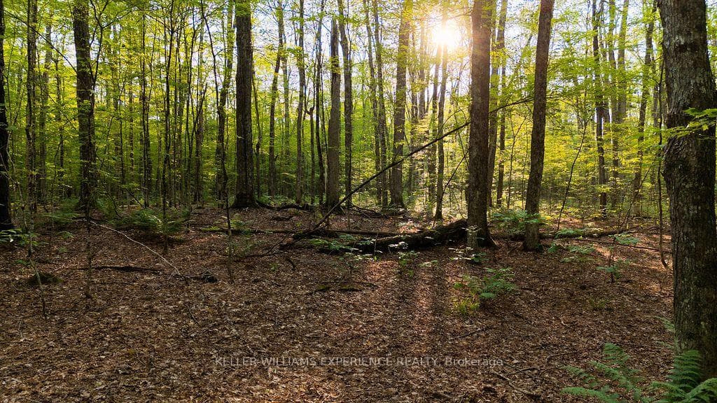 2101 Ahmic Lake Road photo 28
