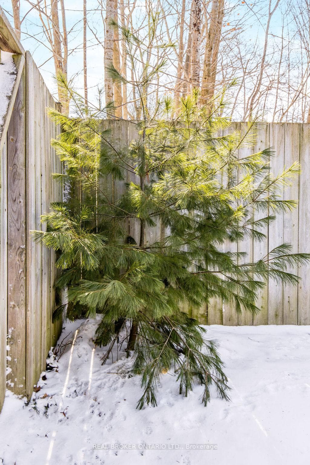 Mature trees