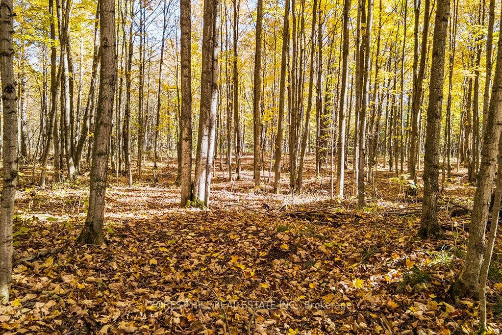 A lovely, private wooded setting