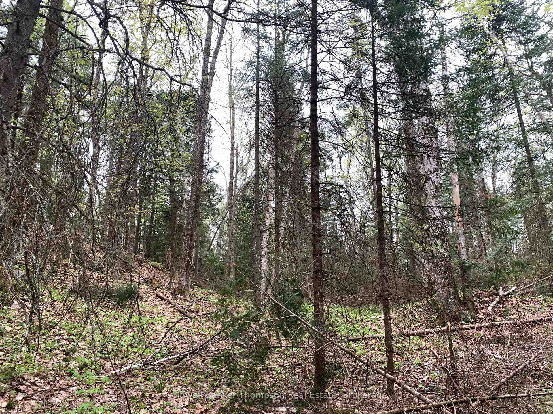 Mixed Forest