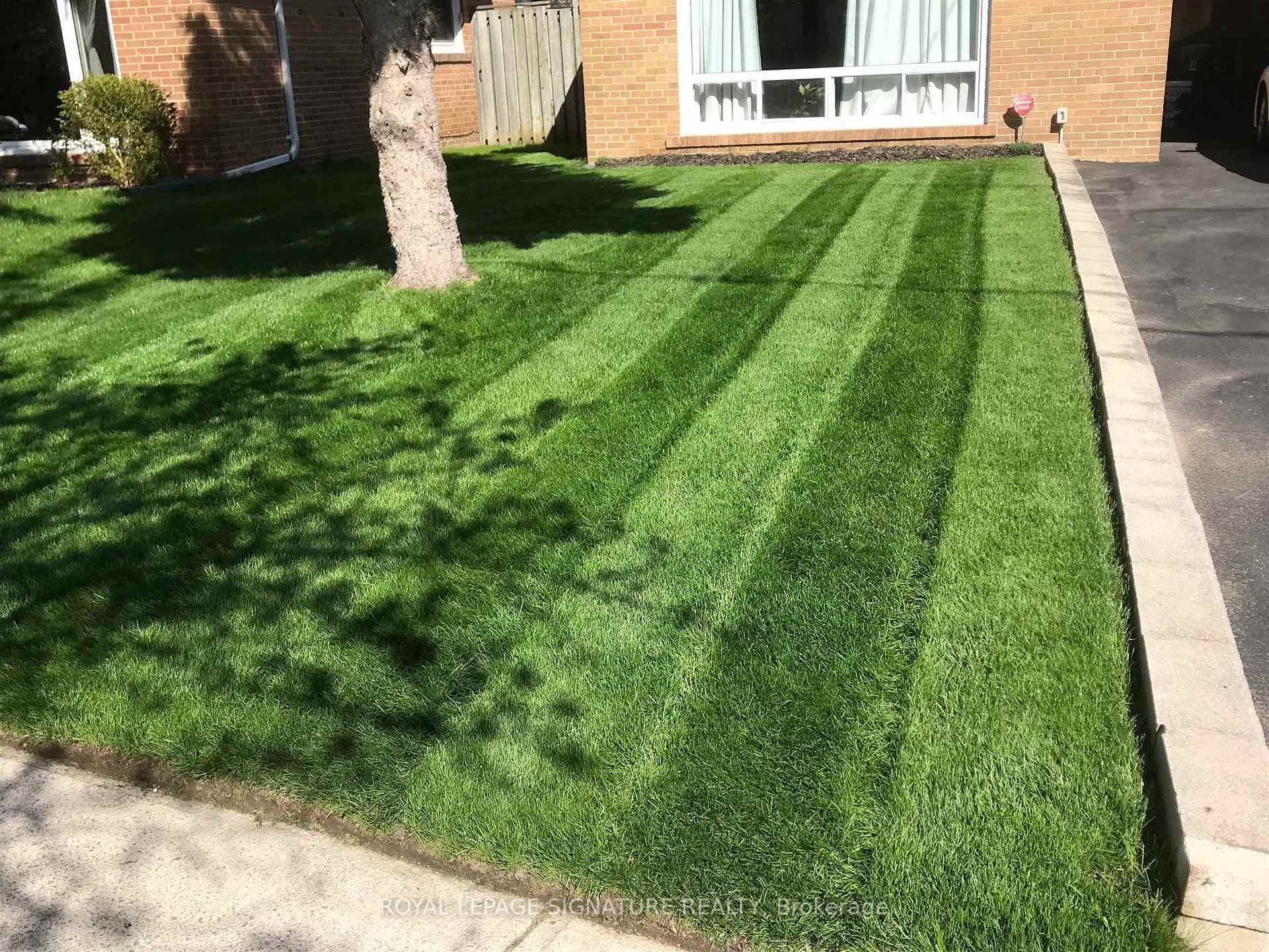 Summer front yard