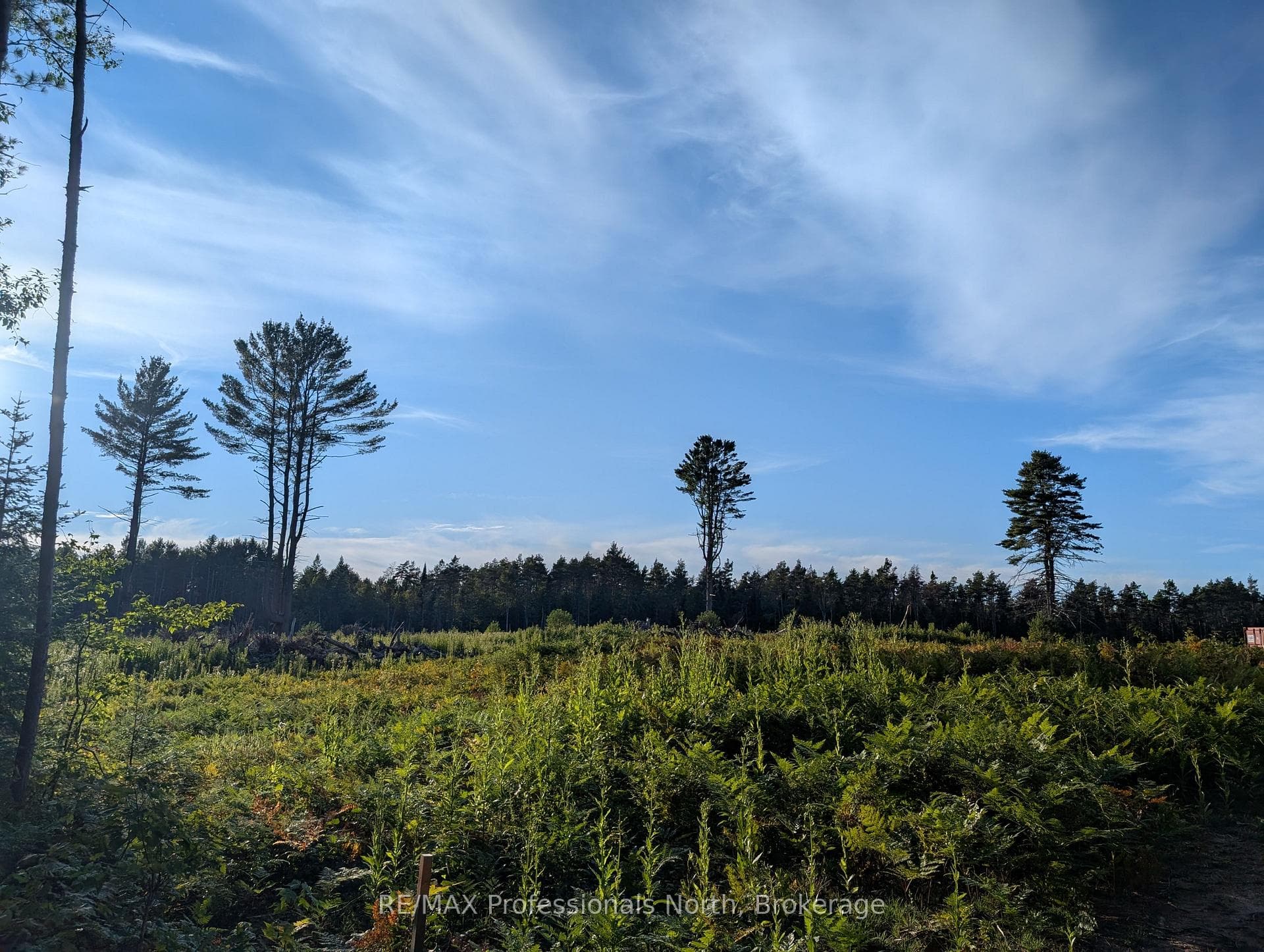 Large Clearing