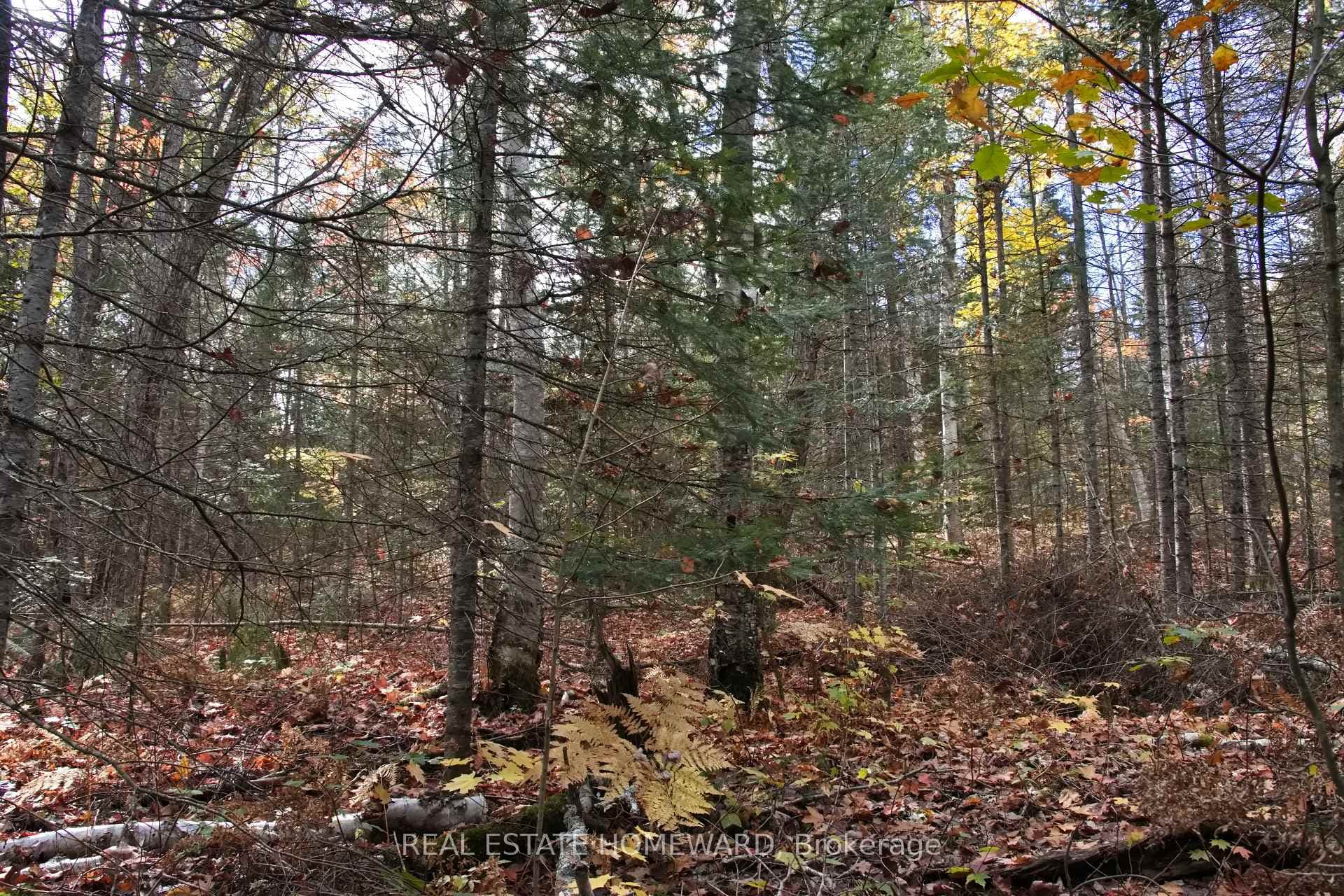 Mixed deciduous & evergreen forest