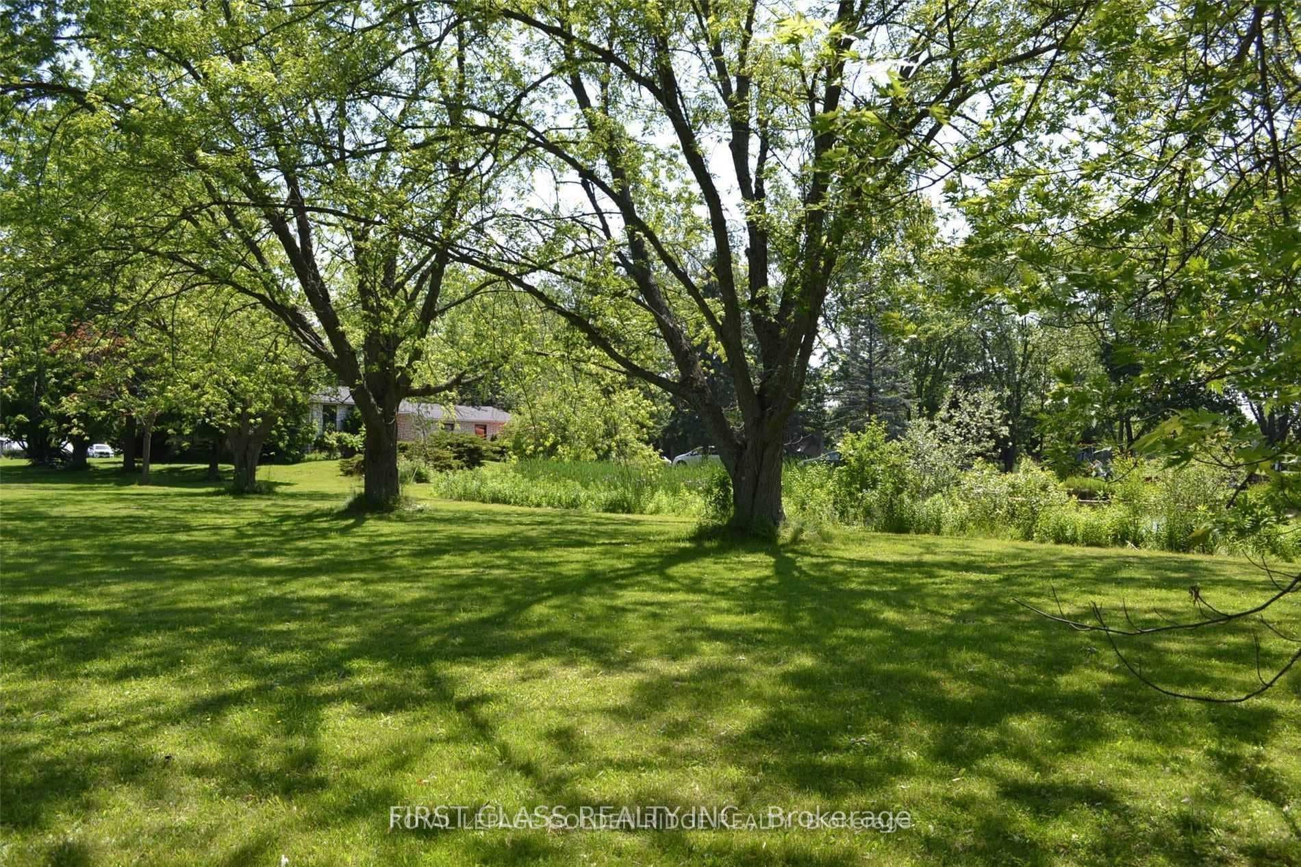 back yard