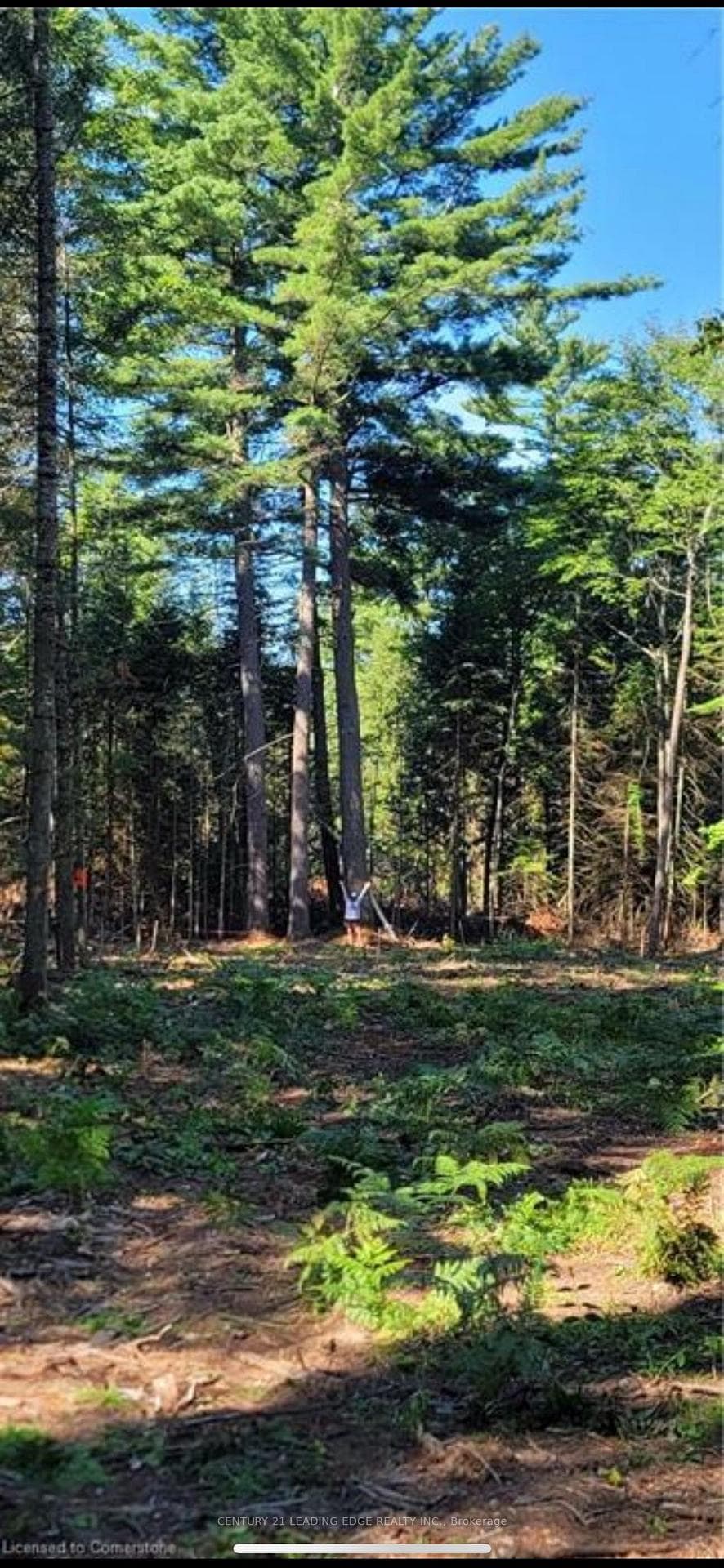 Part of the Cleared Lot