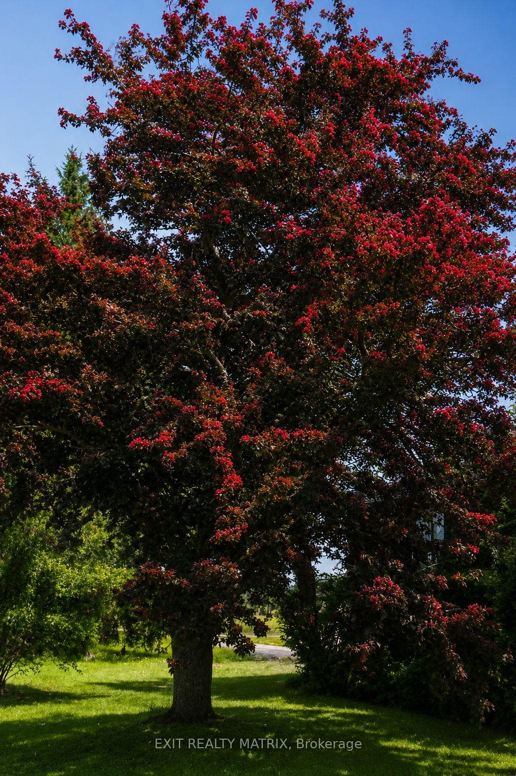 18203 Kenyon 19 Concession photo 39