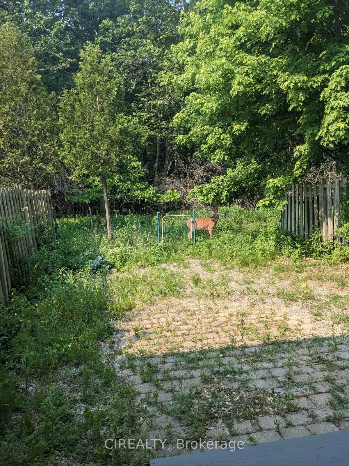 View of wildlife from the backyard