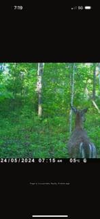 Trail Cam Picture