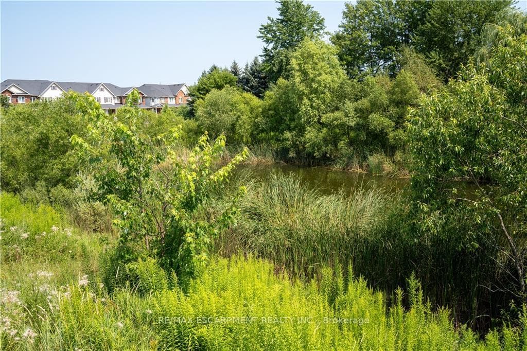 Pond across the Street