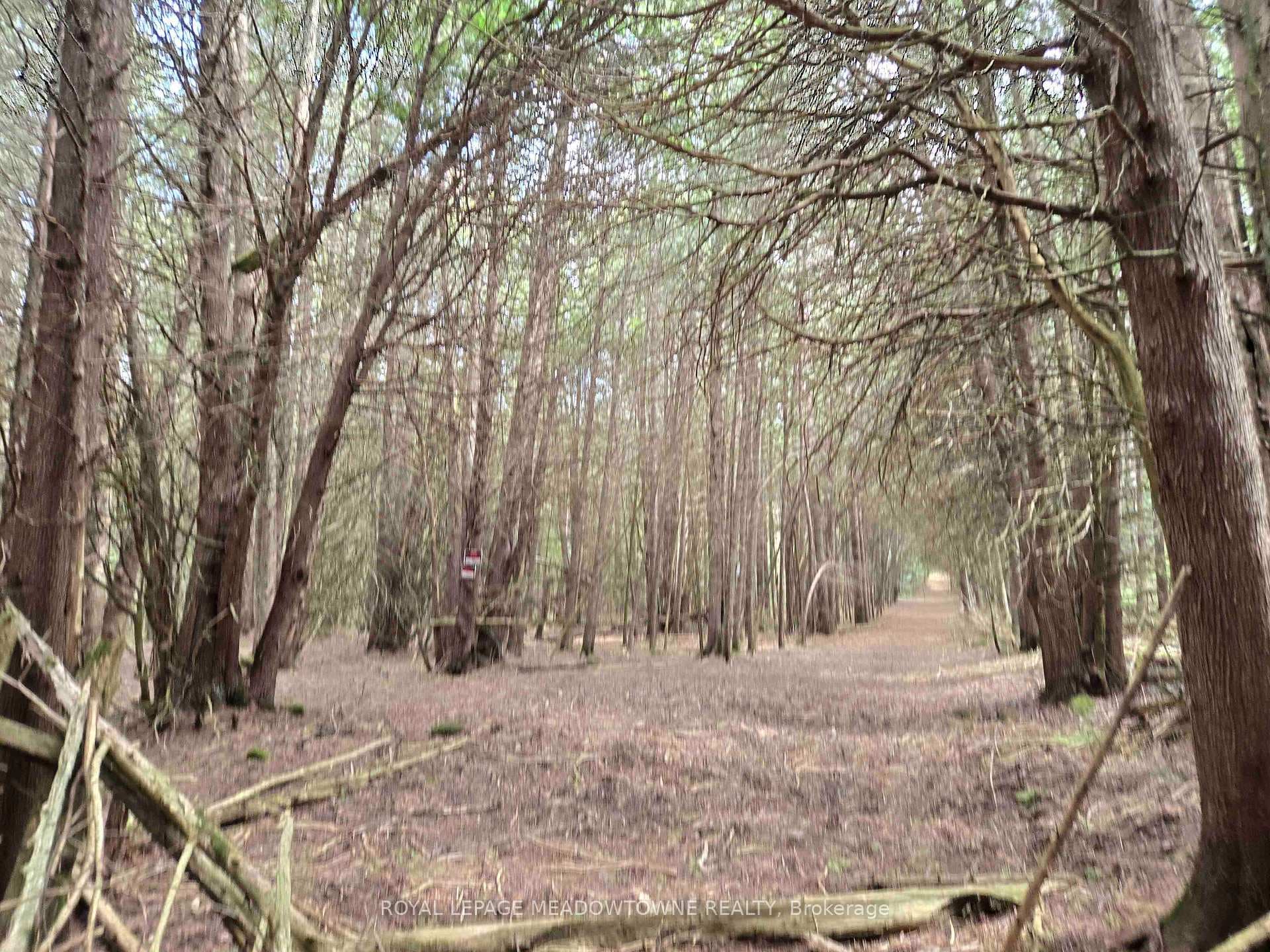 Enchanting Forest Trails